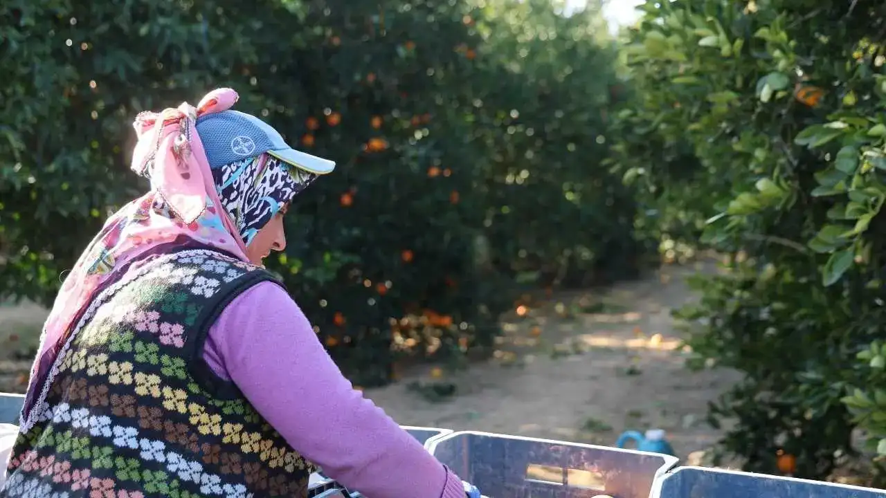 Adana’da Tescilli Kozan Portakalı Dalında Altın Değerinde 4